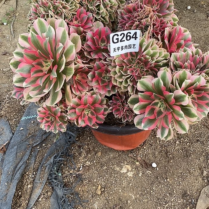 多肉植物女巫缀264多肉