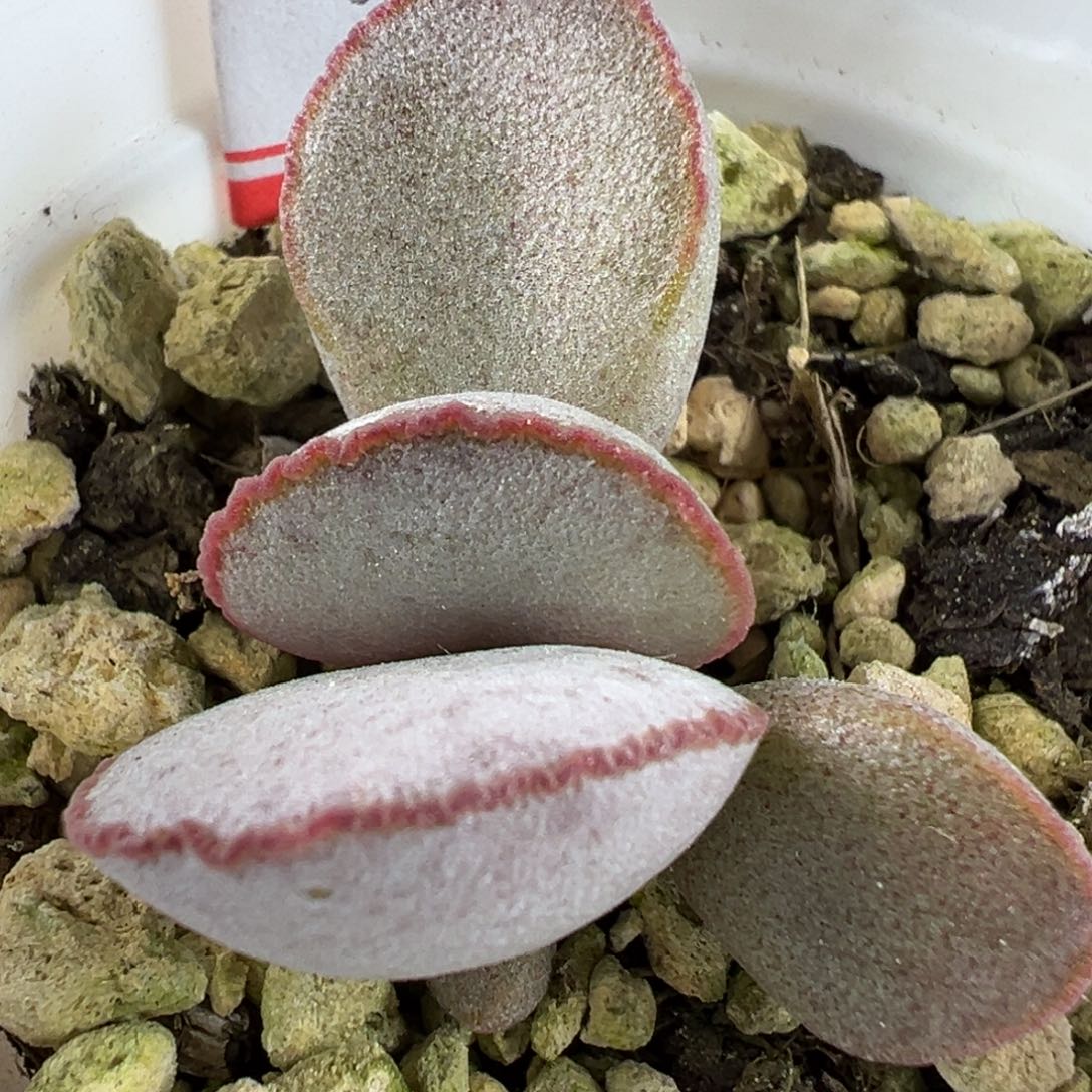 爱莎磨砂蛋大苗多肉植物