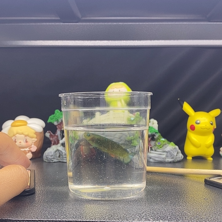 海水鱼绿魔母鱼将军