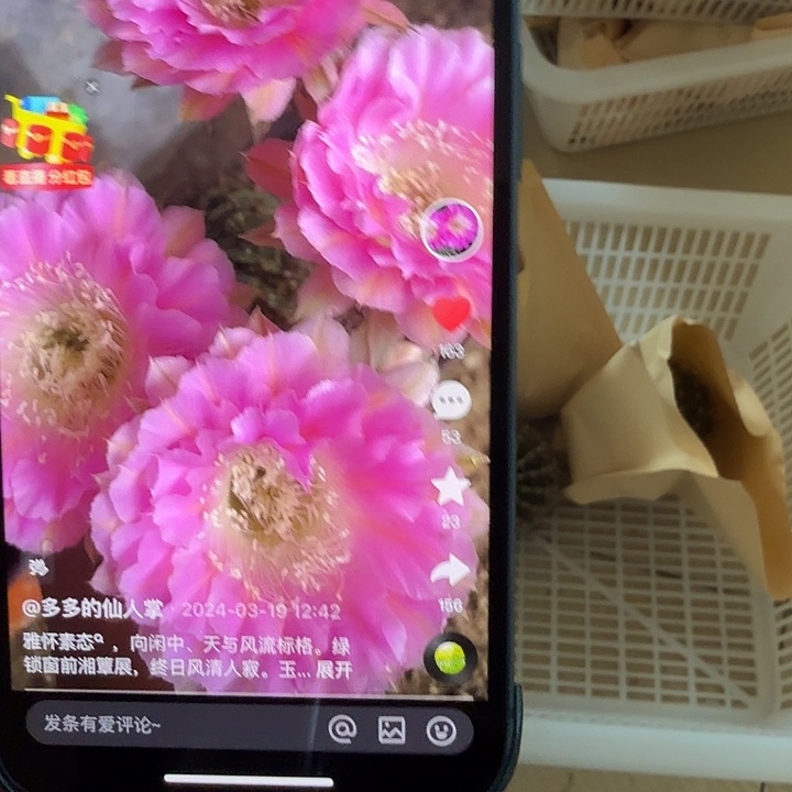 清库存彩草歪玉生清