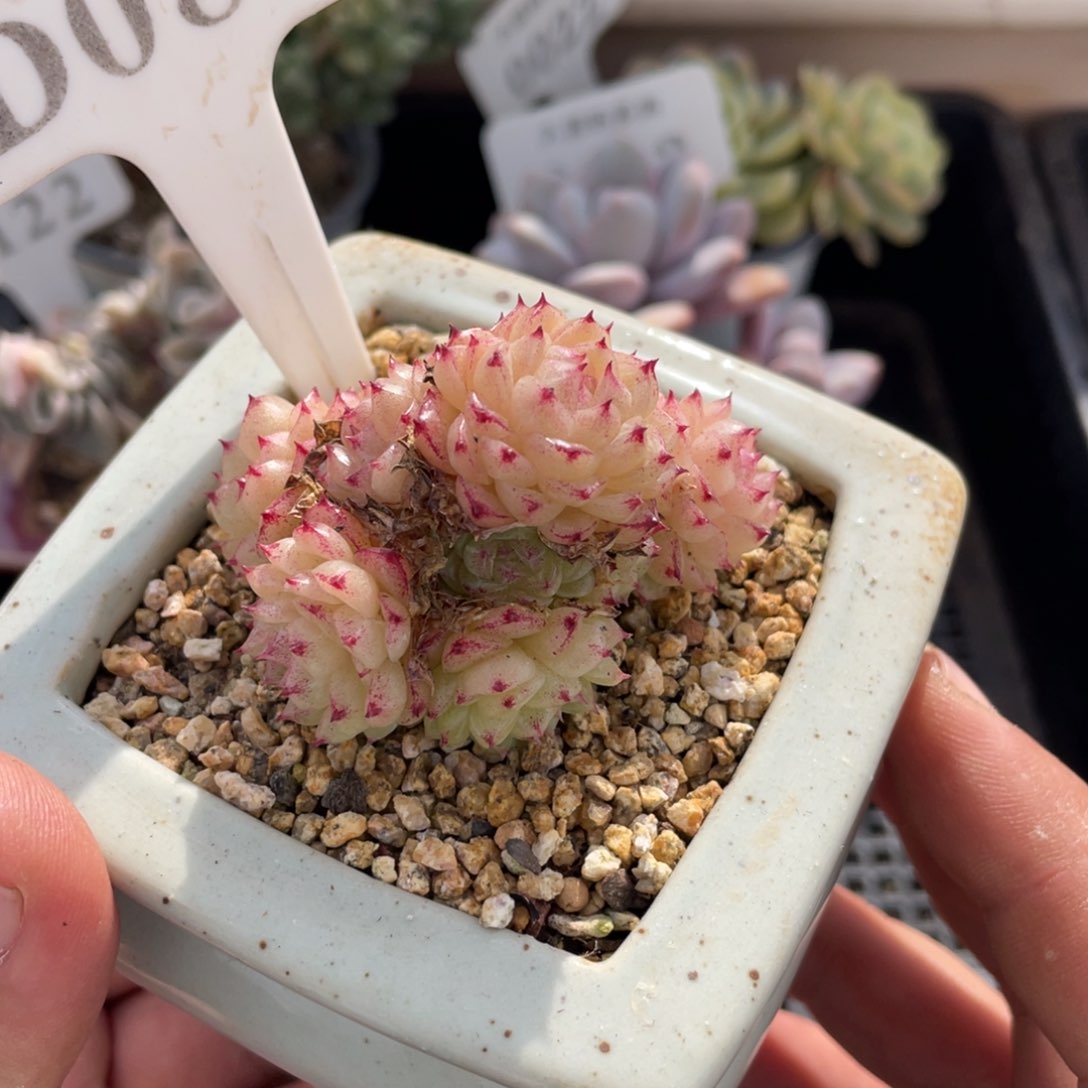 086麦秆不带盆6厘米