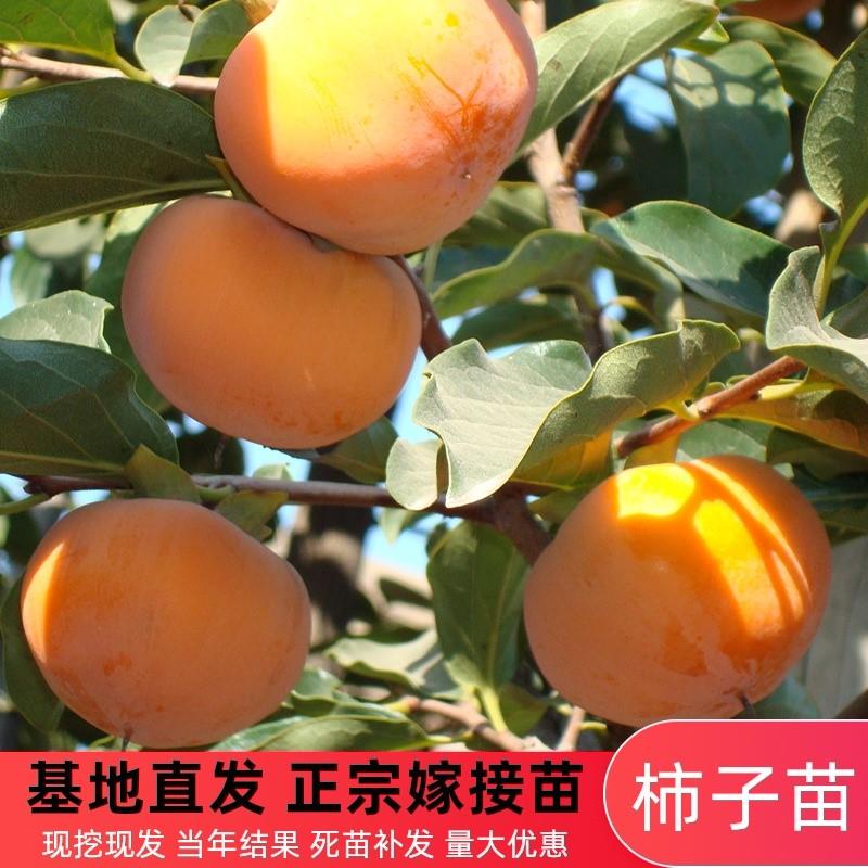 柿子树苗嫁接无核特大日本甜脆柿果树南方北方种植地栽当年结果苗