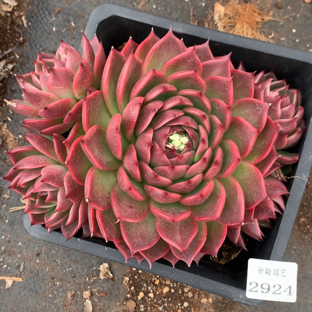 2924杂交多肉老桩