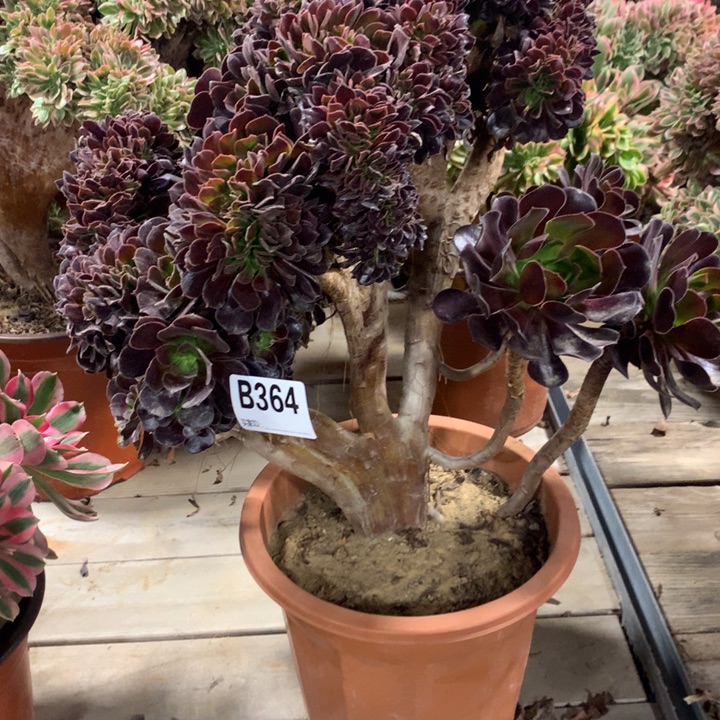 清****364欧紫缀多肉法师