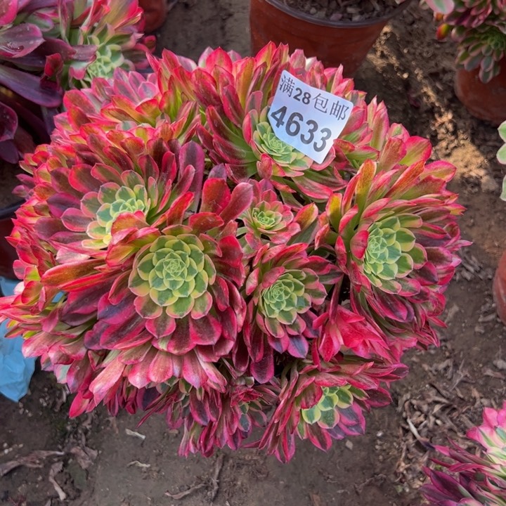 4633朝霞多肉植物