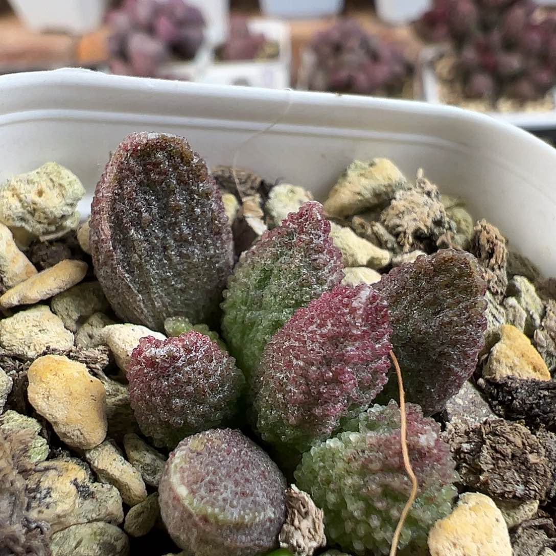 实生新品多肉水泡植物