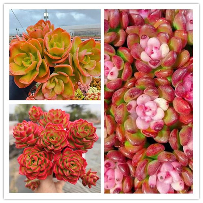 XS 完美仙子组合 多肉组合 新手好养带盆栽