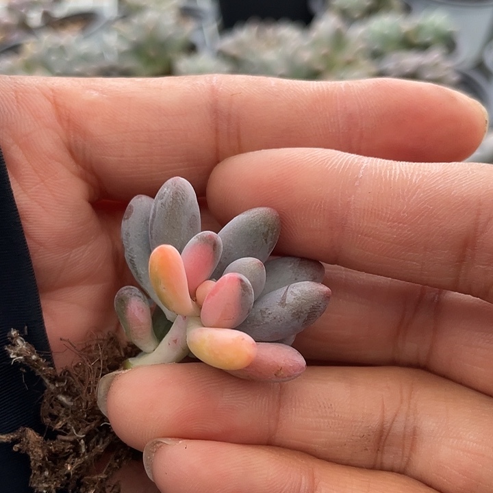仙子奶酪多肉植物