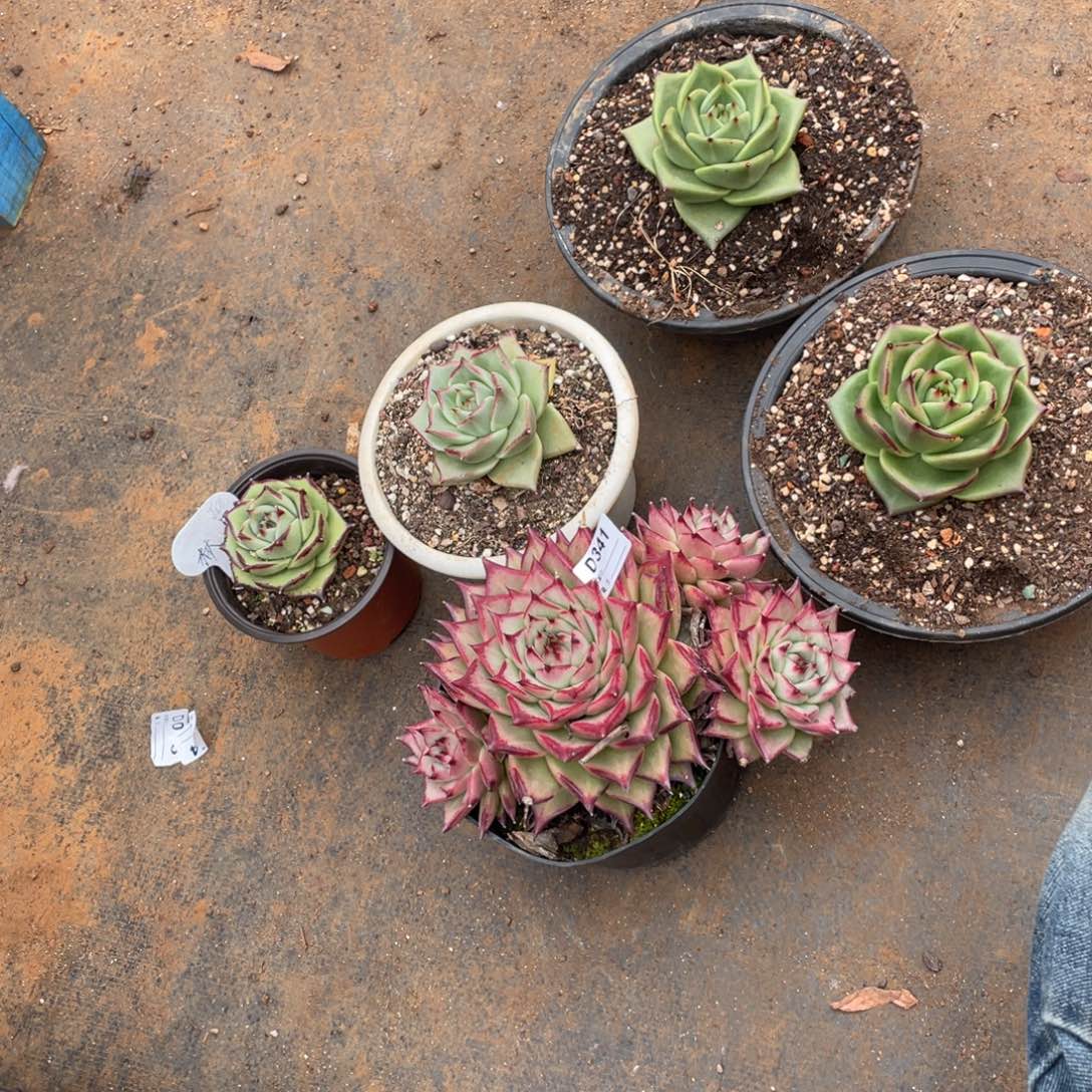 林***檎无花朵若如东云组拍D341（保温箱）