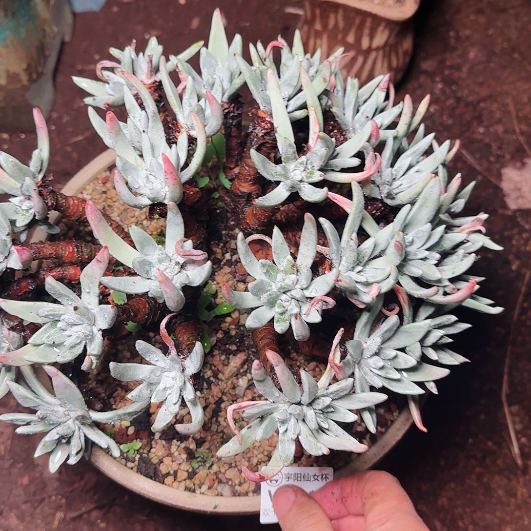 2117沃库提仙女杯多肉