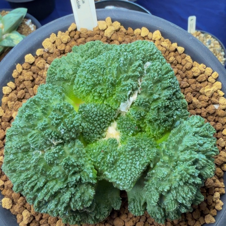 超级哥斯拉怒涛实生