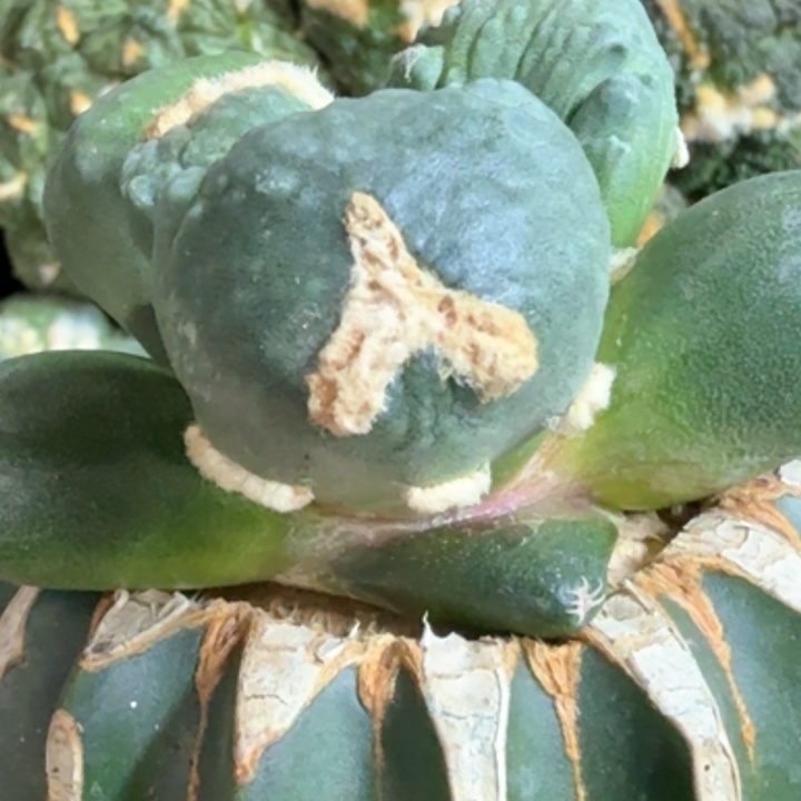 无花朵福利苗接大尤蛋尤374