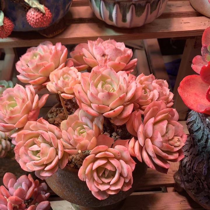 蓝色苍鹭多肉植物vcghhbbb