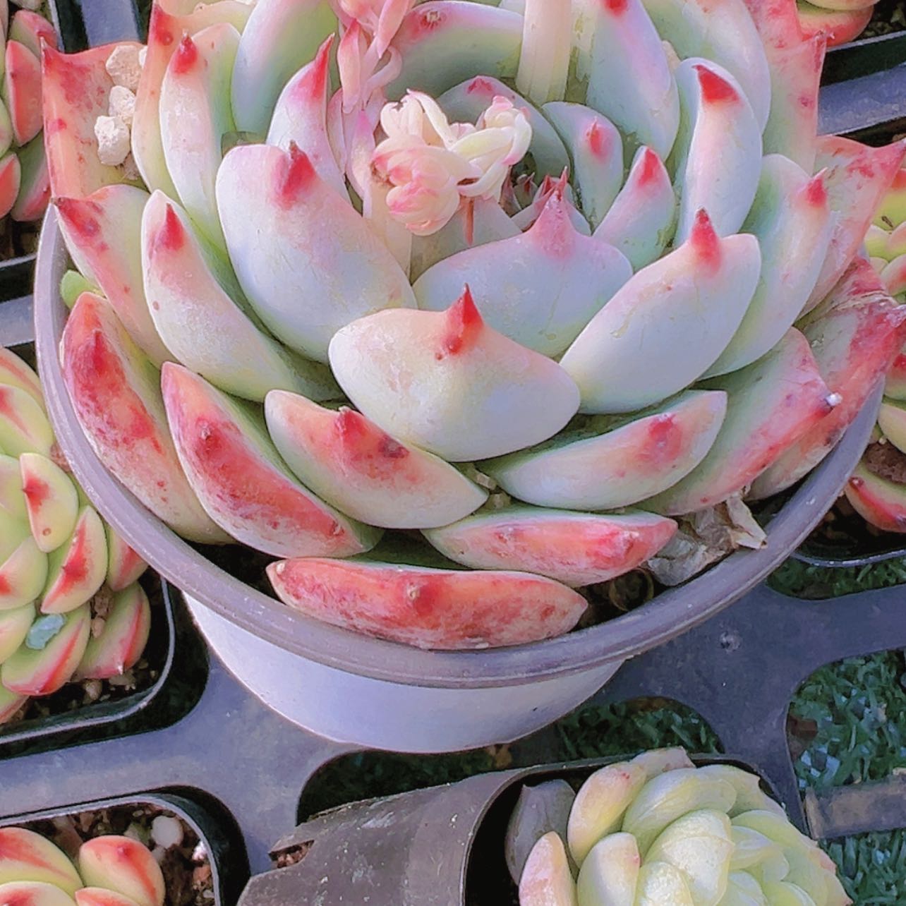 【闪购商品】吉娃娃3.8多肉