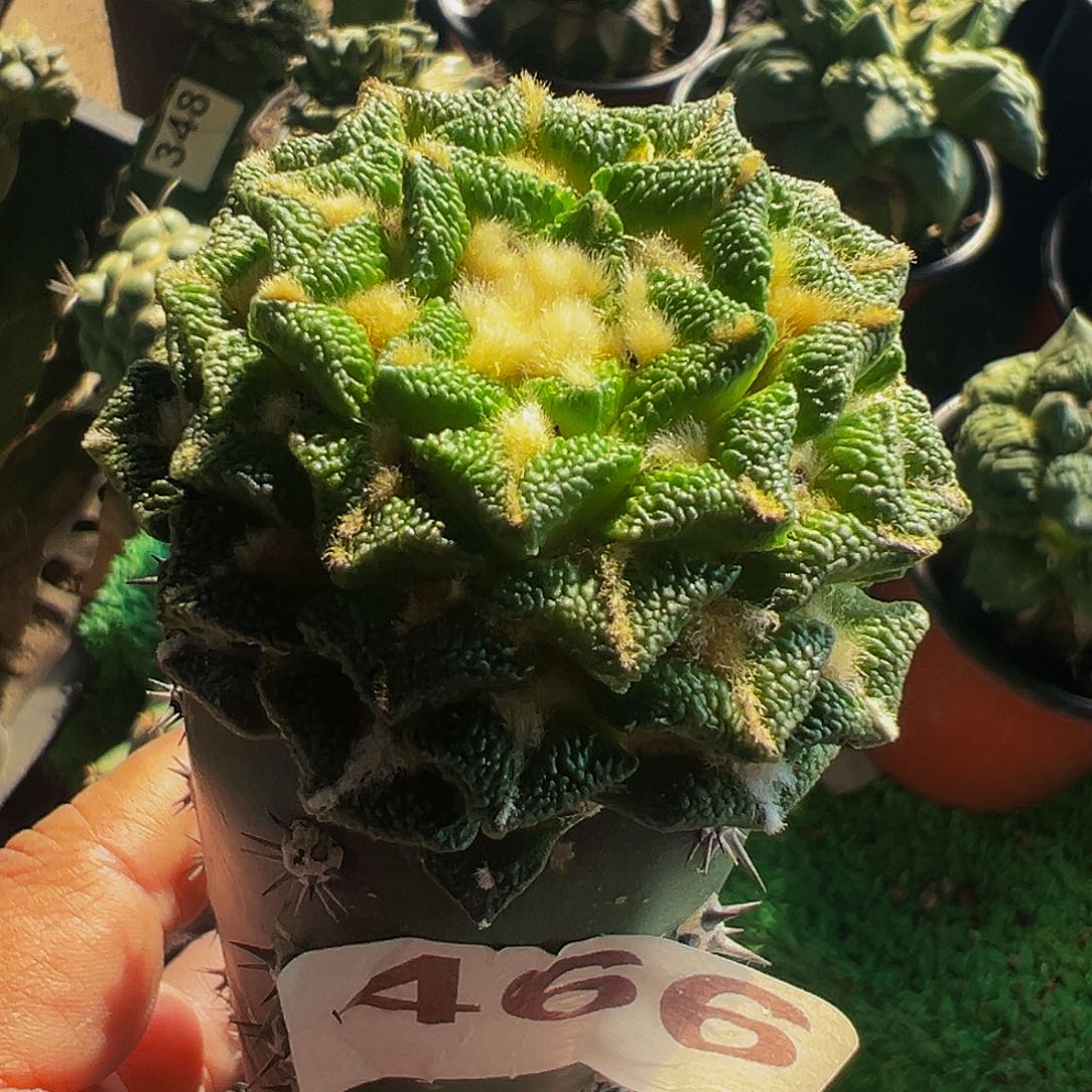 无花朵福利颗粒黑牡丹466