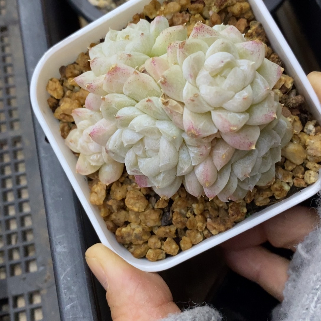 精品多肉一物一拍不包整376