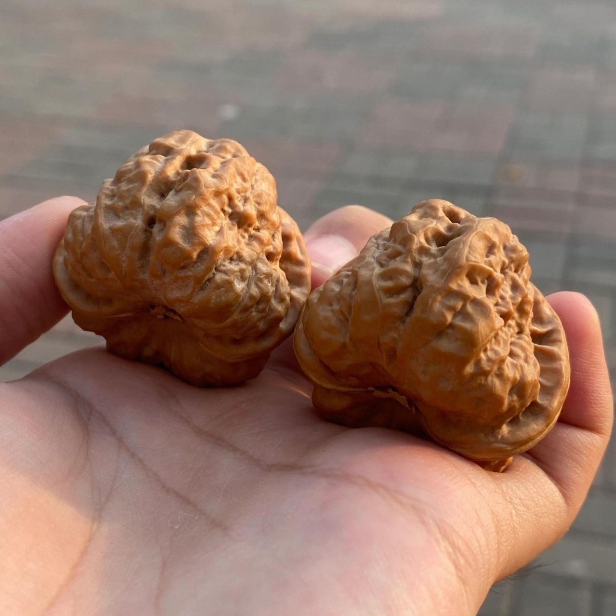 蛤蟆头元宝狮子头