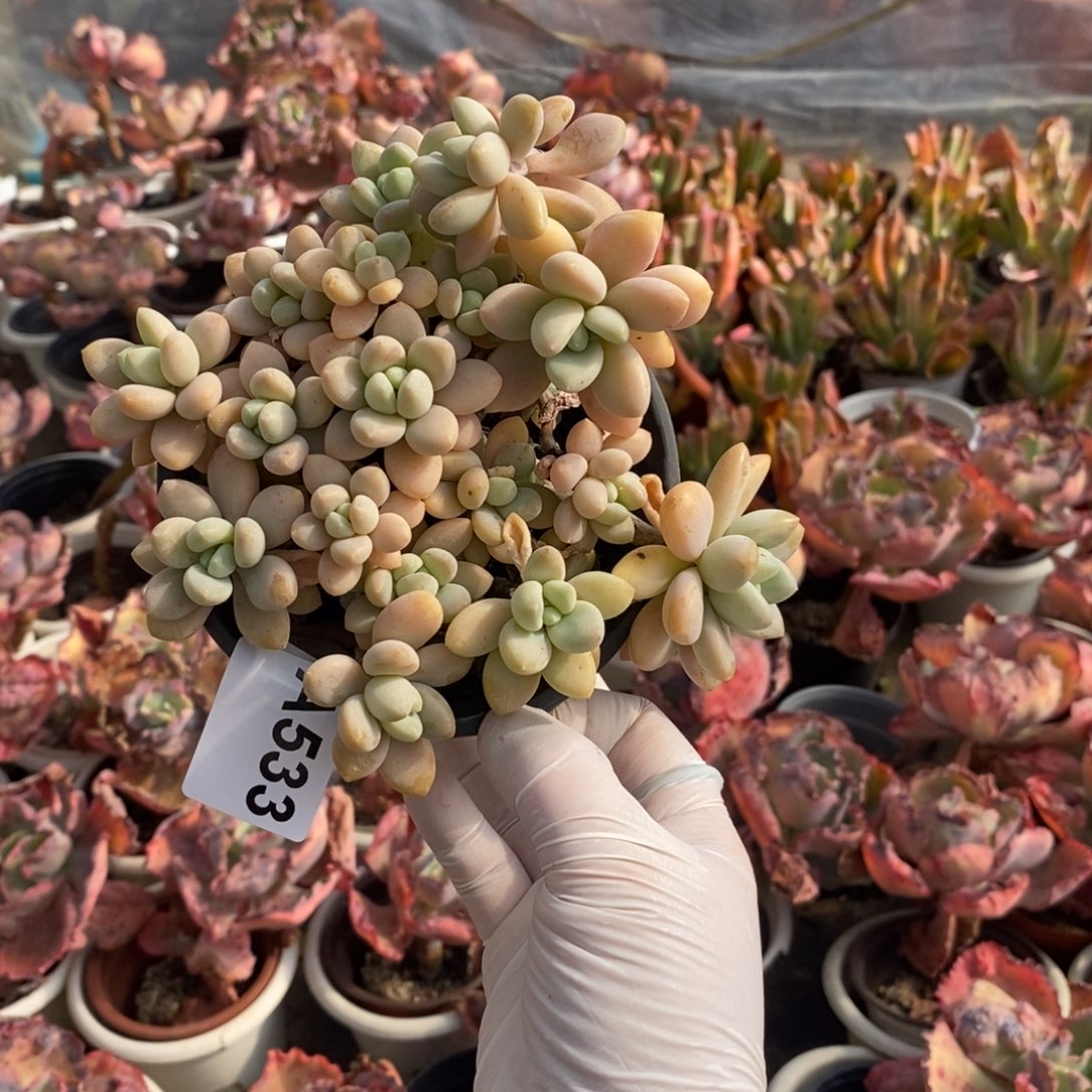 533克洛伊一物一拍