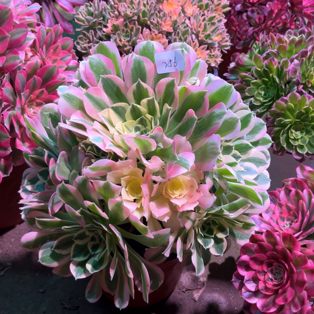 多肉植物白凤256