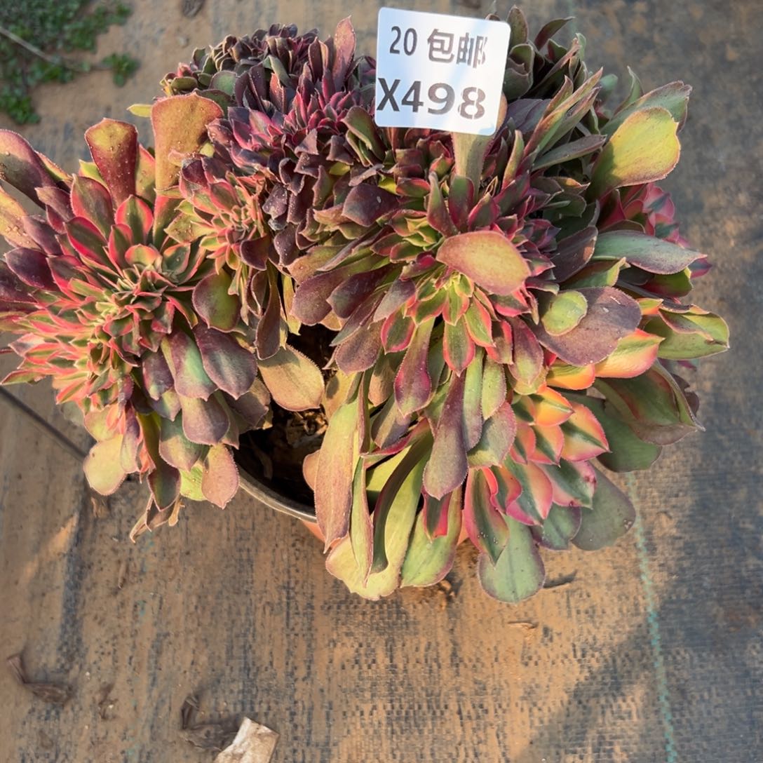 498红秀，多肉法师