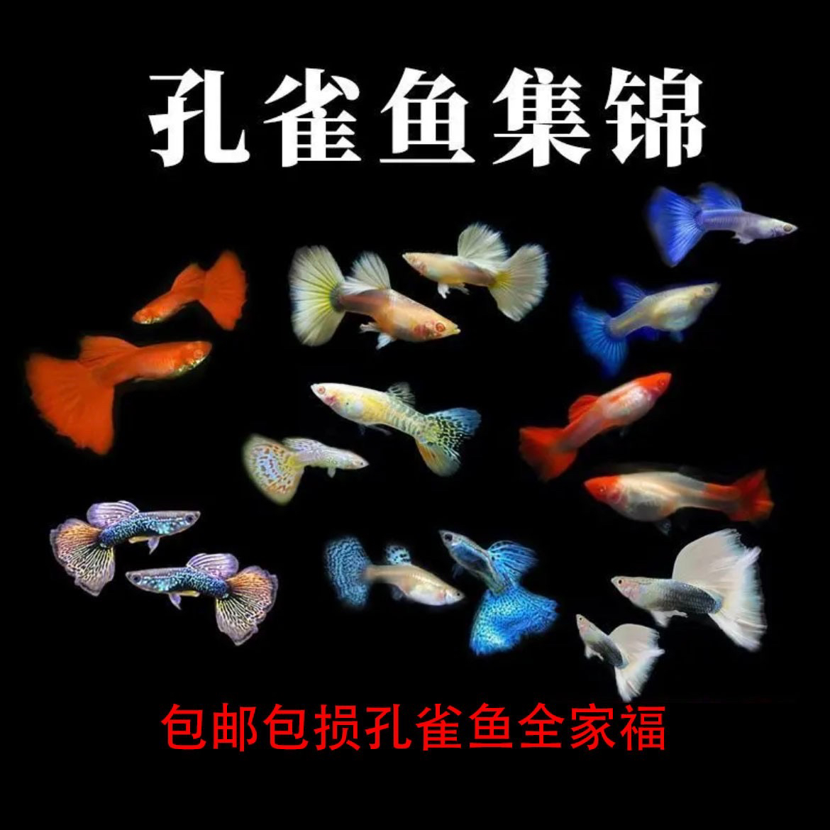 孔雀鱼精品大全家福7-8品种16+4备损20条