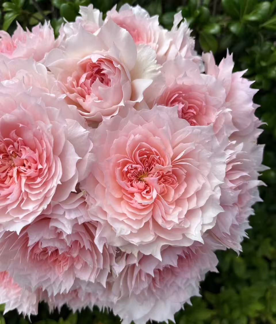 【戴维】   灌木浓香多季丰花月季花苗阳台庭院盆栽高颜值花卉