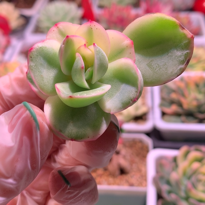 晨露锦，锦哥多肉