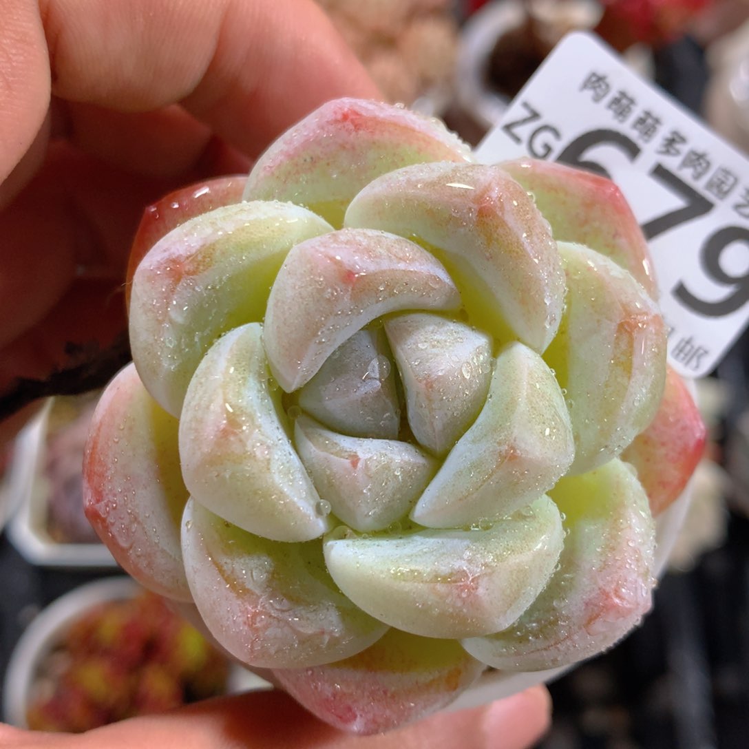 玛***治5CM拇指盆精控多肉ZG679奖