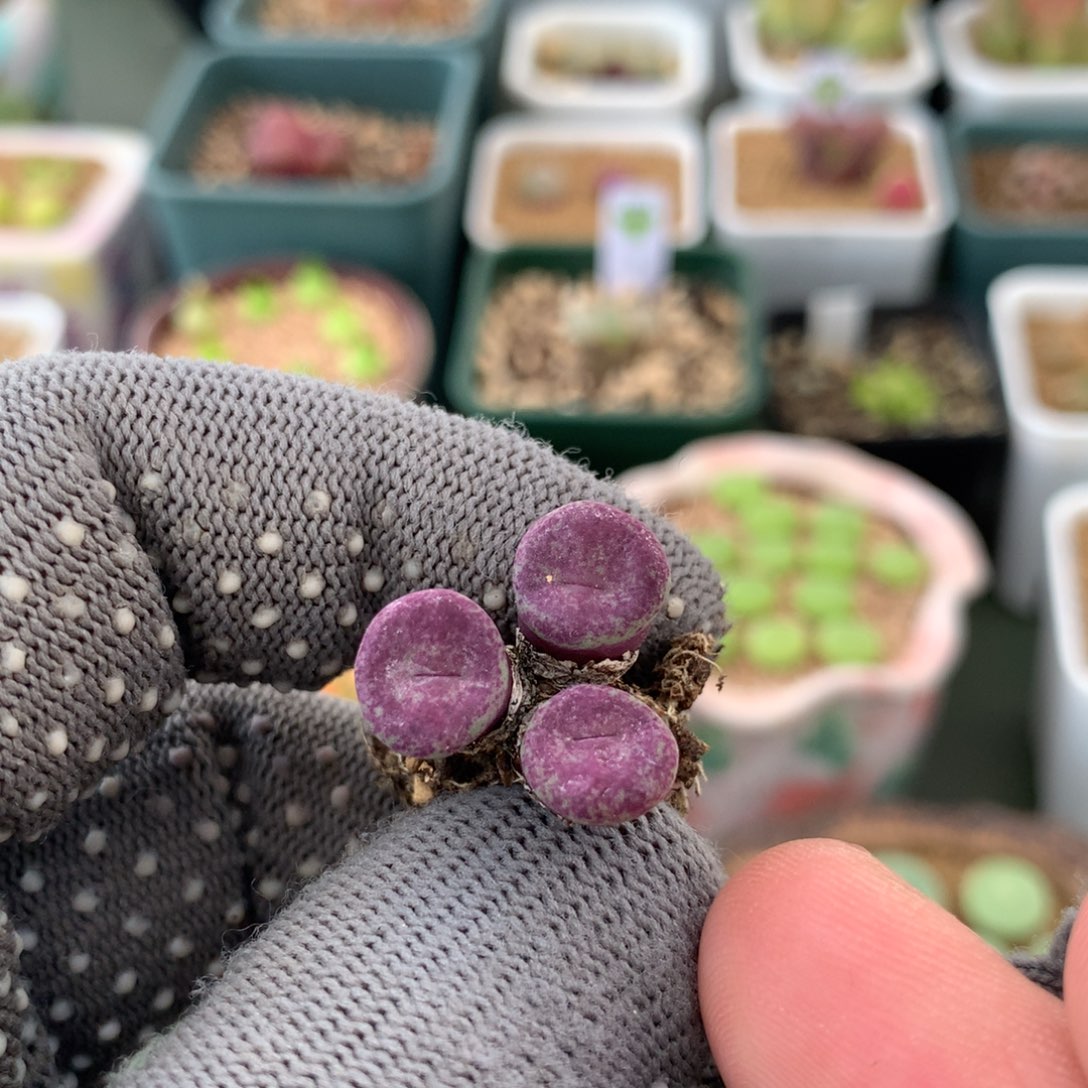 976小红嘴2736一颗