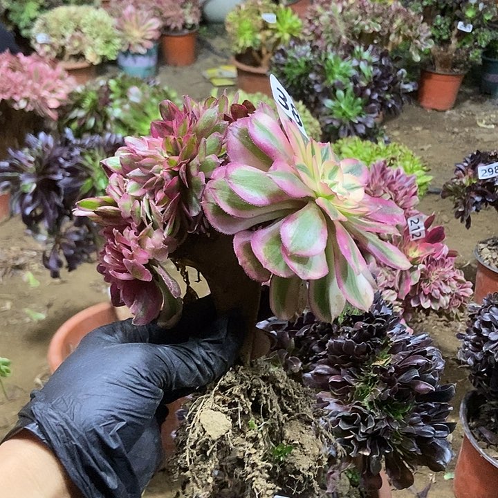 沙**鱼386倾城小板子法师缀