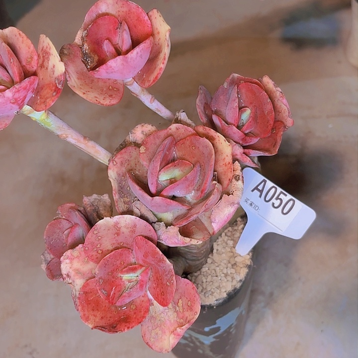 冯**过初吻一物一拍A050