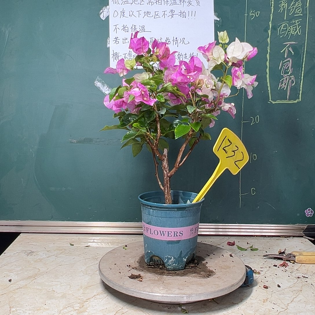 完全开放超级玛丽 1232