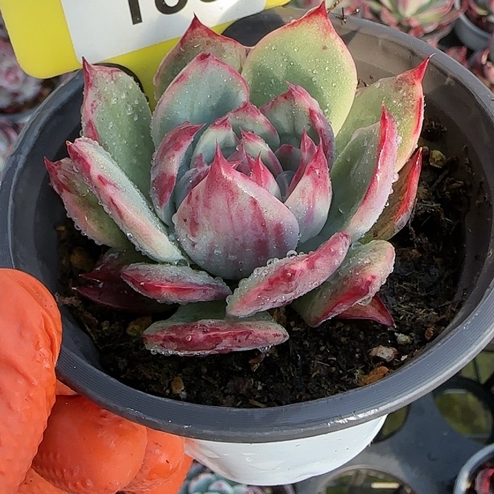 188 惊鸿仙子多肉植物6-9cm