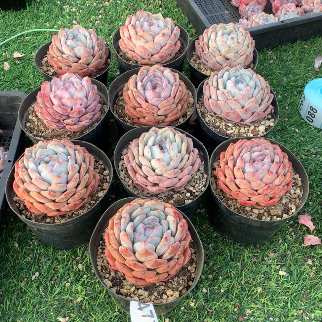 10颗橙梦露多肉，477