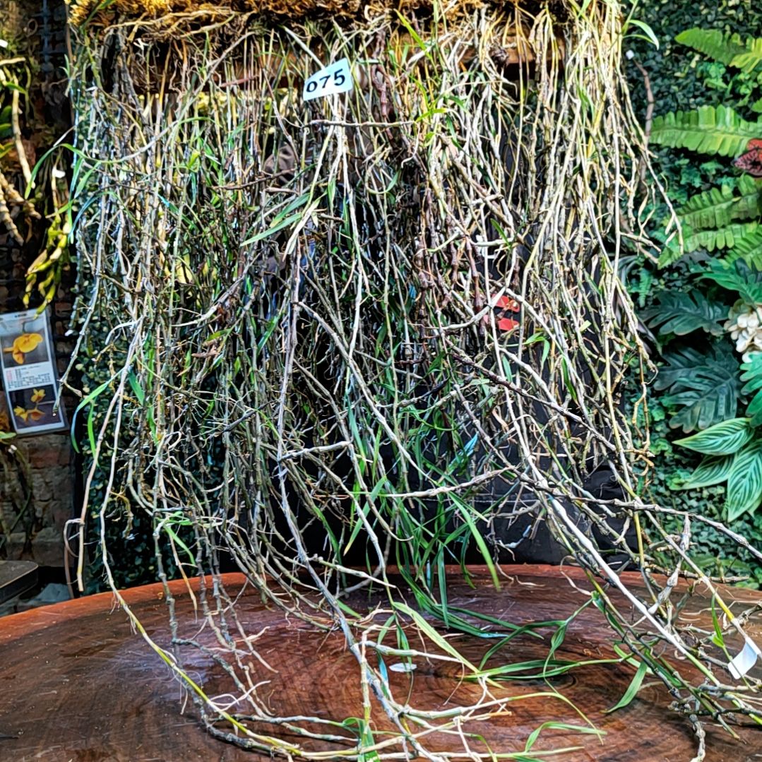 【闪购商品】075串珠花