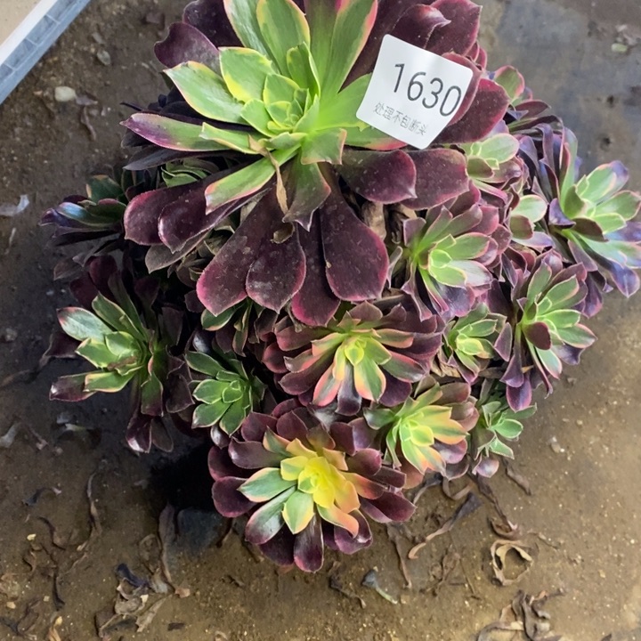 金丝雀多肉断头不包1630