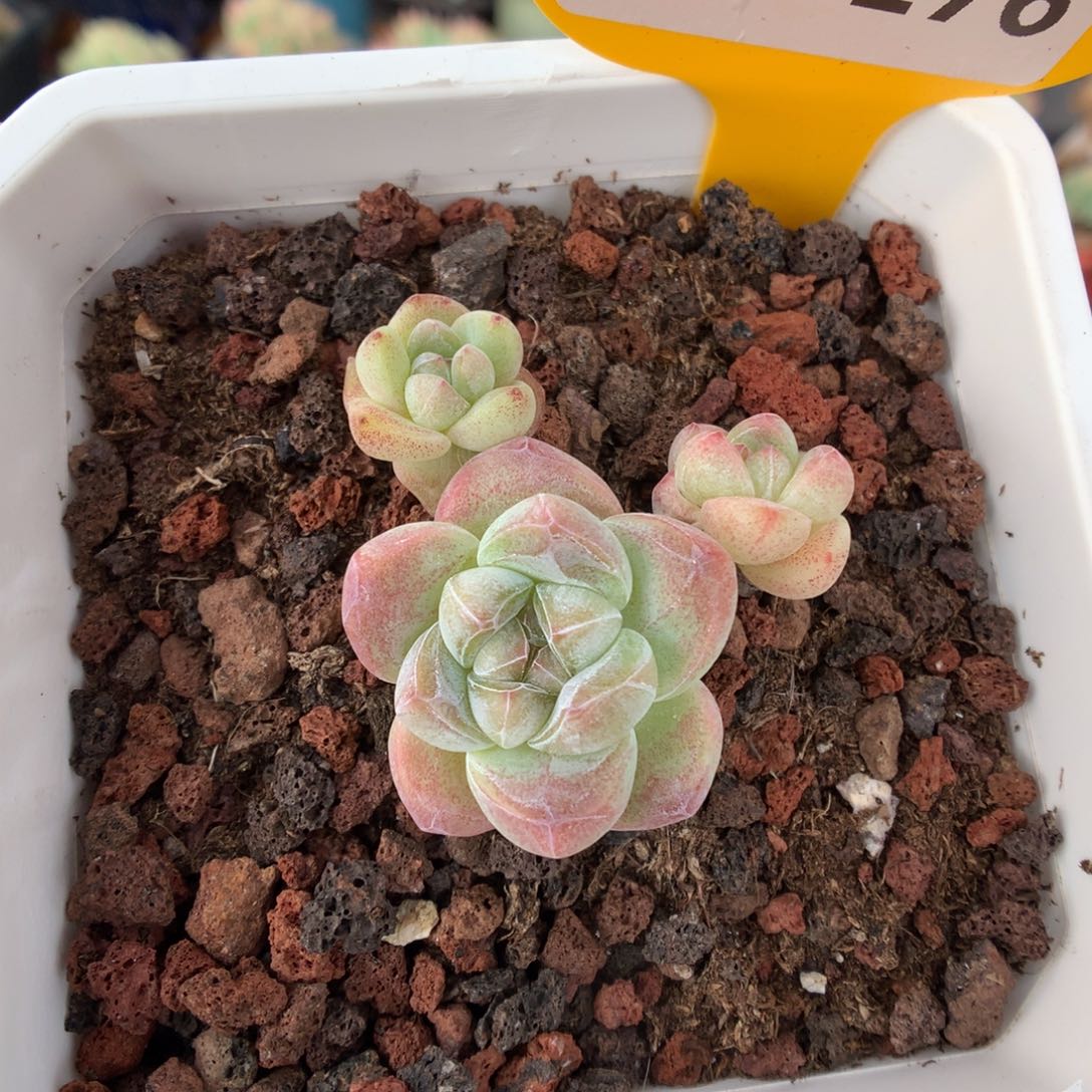 176米奇冰玉多肉植物