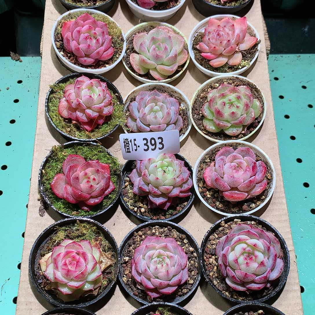 15-393一物一拍带盆18颗