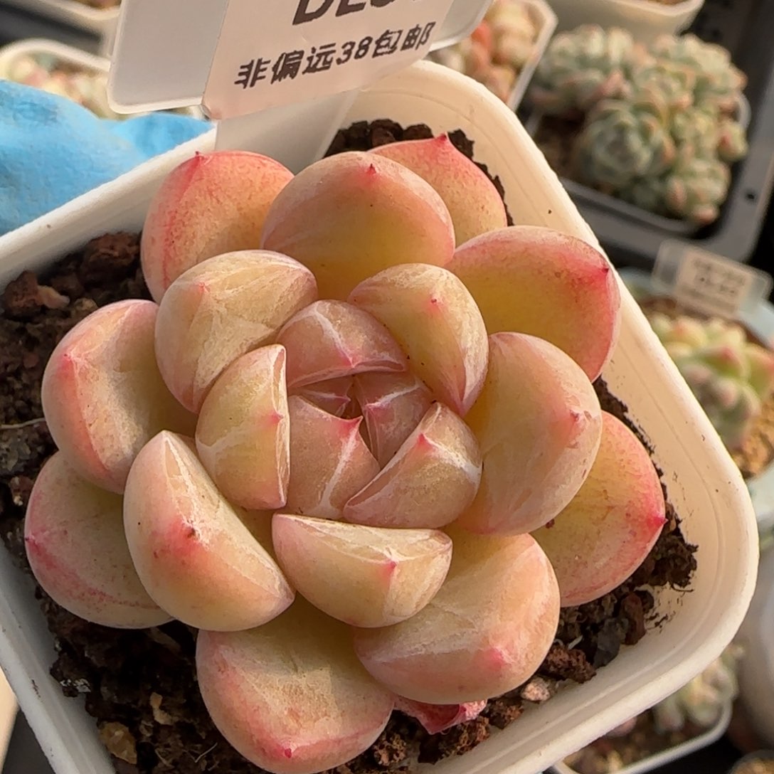 35东篱下多肉植物盆栽