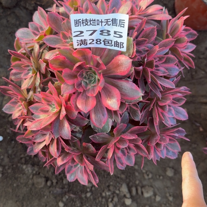 2785二号棚浣纱多肉A