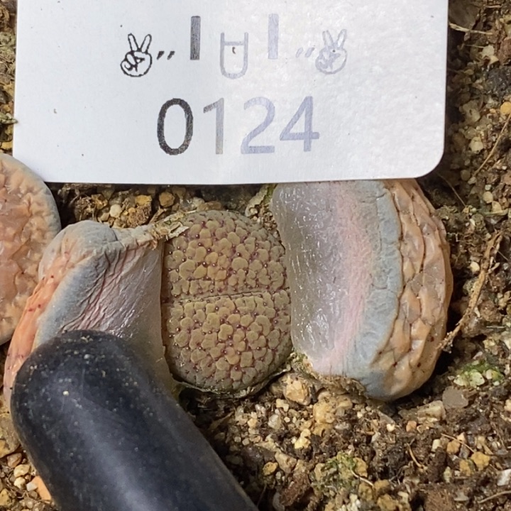 0124。零下拍保温。