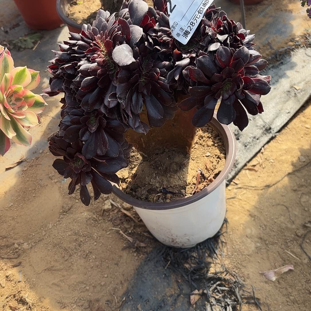218欧子缀多肉植物
