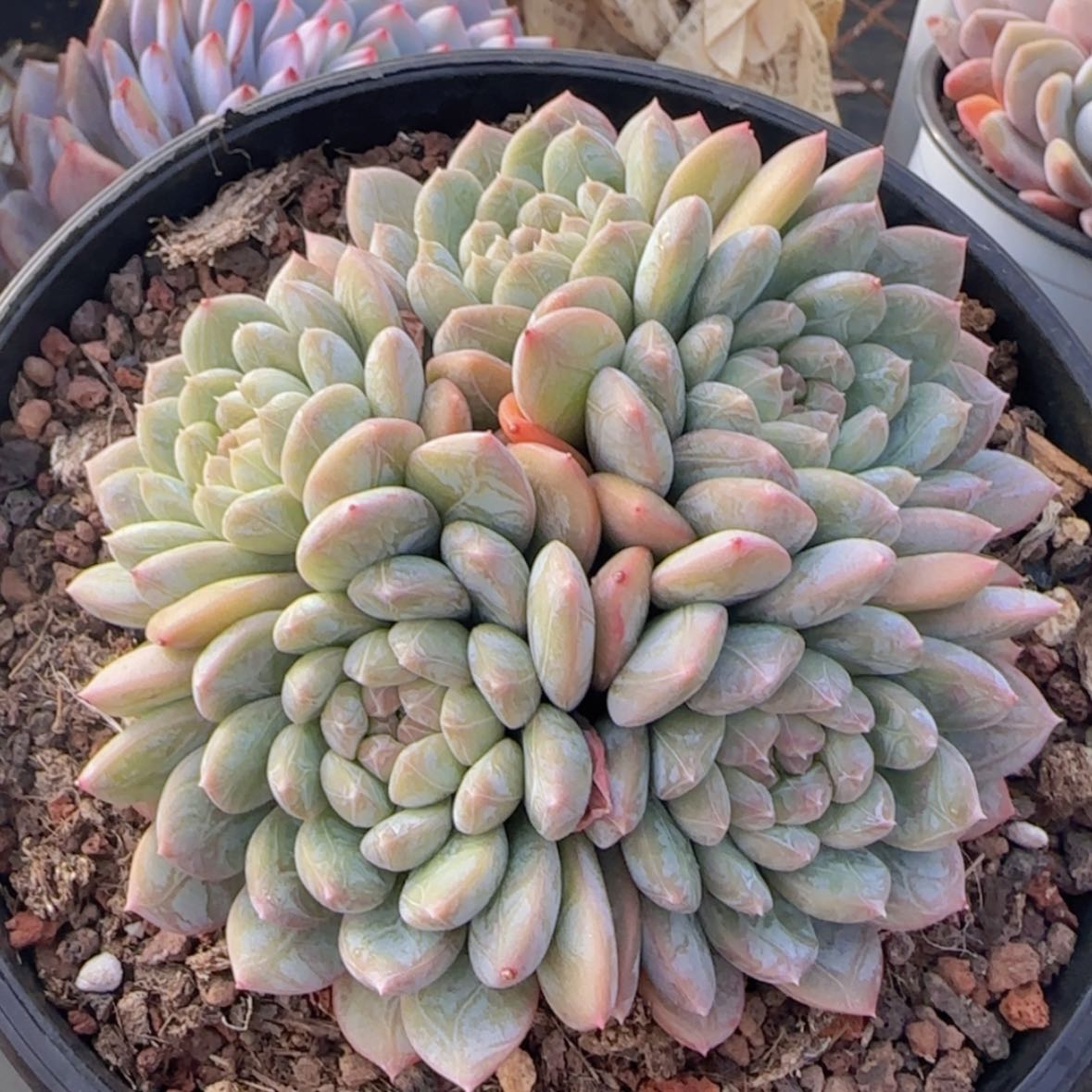 【闪购商品】白达翡翠群9.9