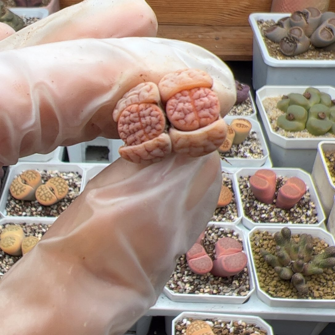 0613号 拿铁189多肉植物2个