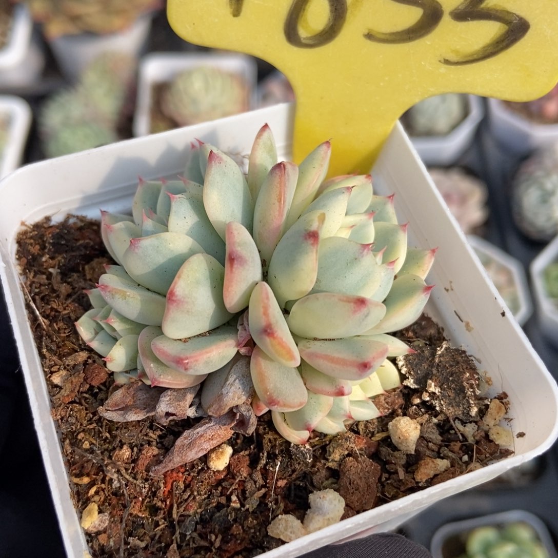 1855忌廉锦多肉植物保护