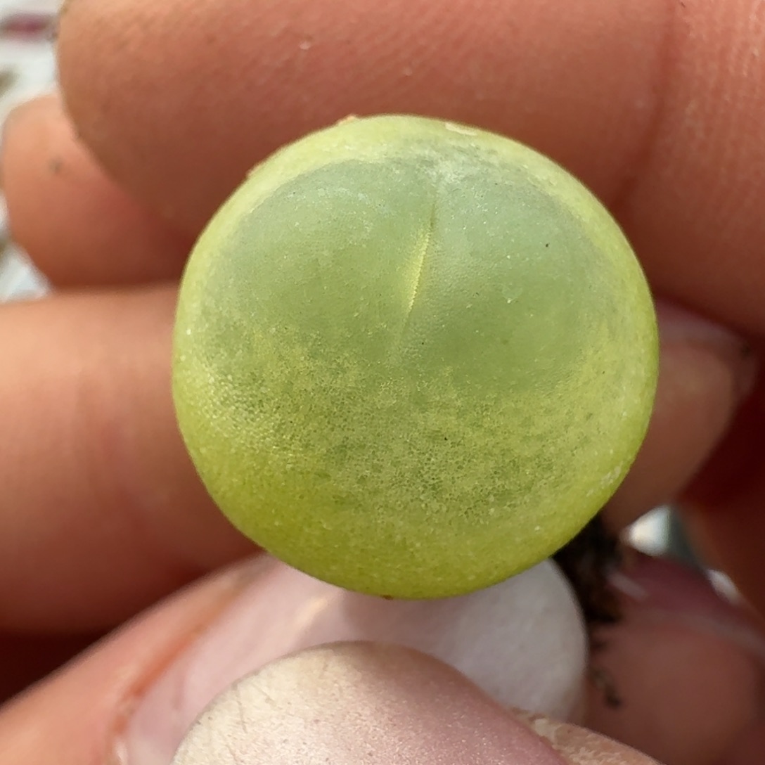 195拉拉尺寸1.4左右