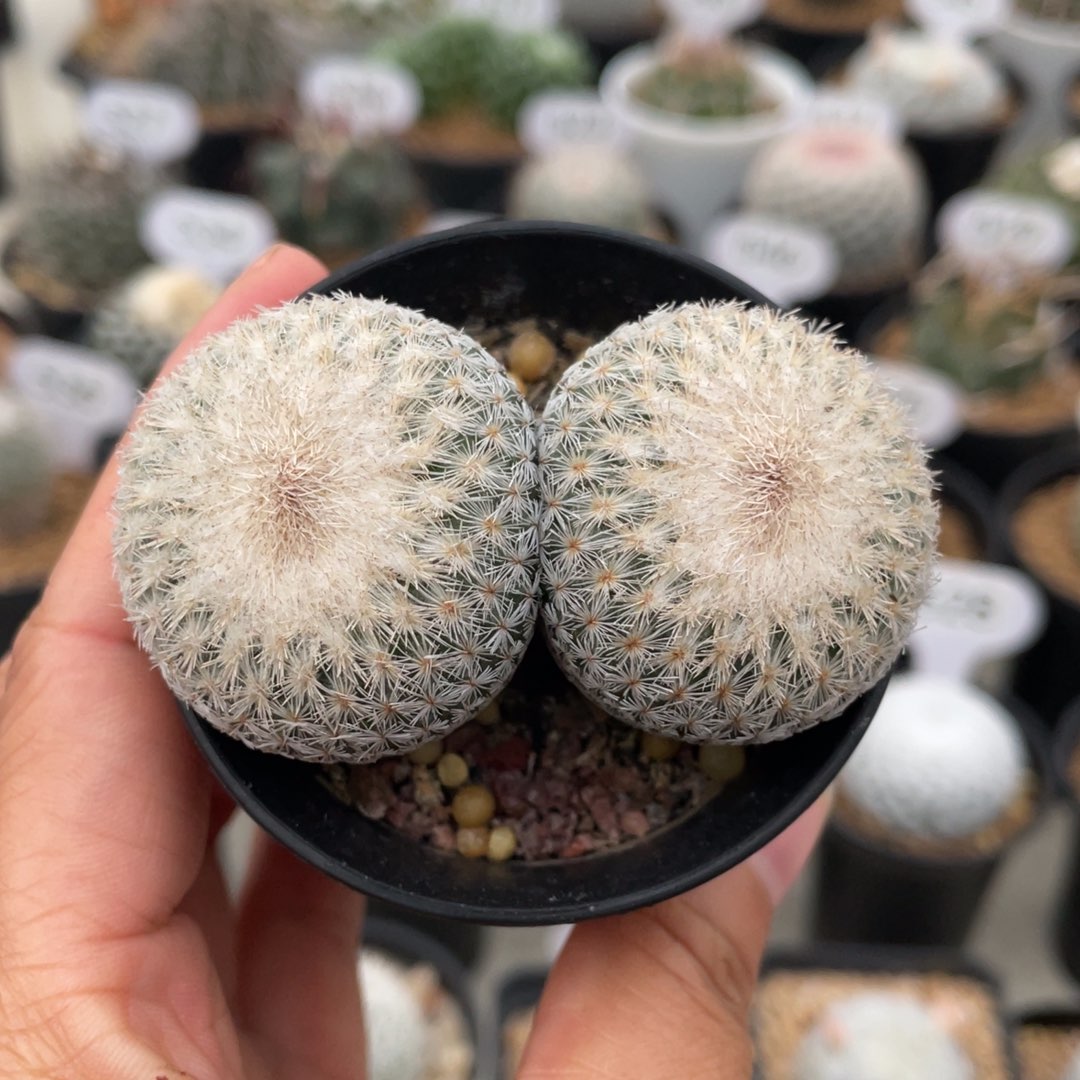 月世界          实生根