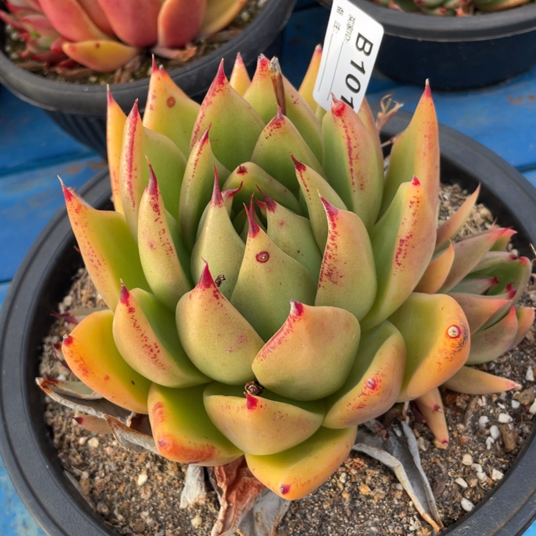 无花朵若如东云组拍E101