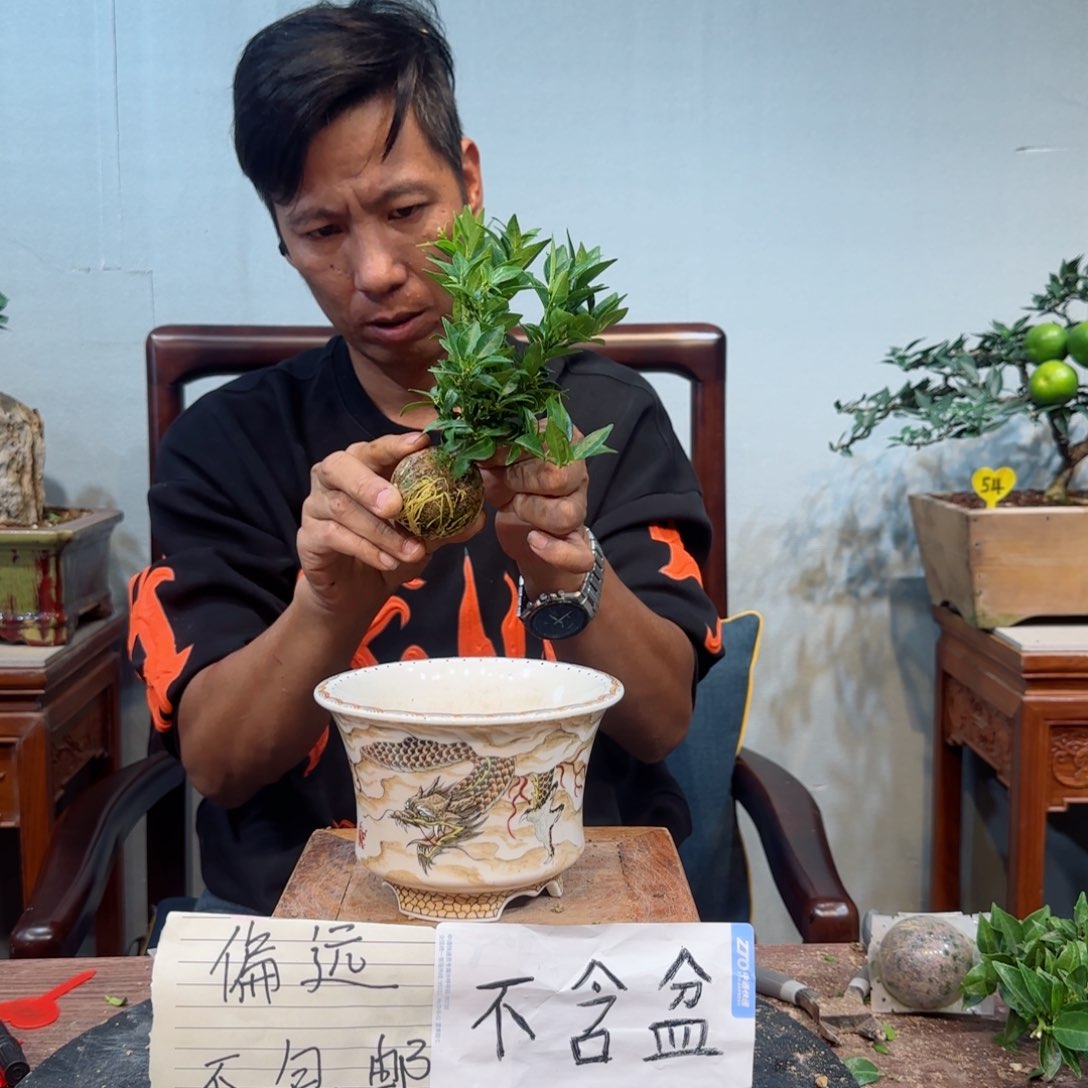 当前无花朵，栽培后可花朵钓*人