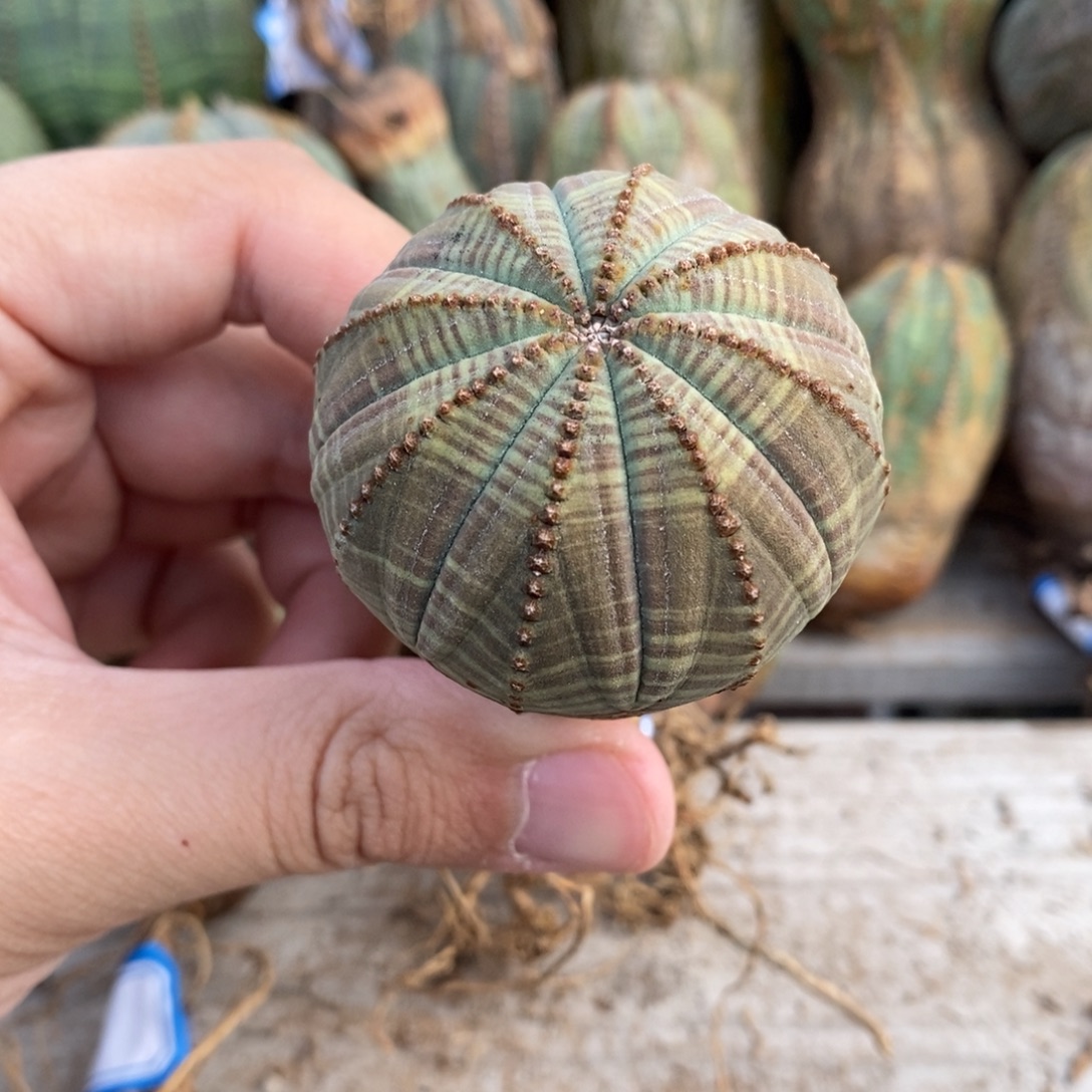 5 欧系实生布纹球多肉植物